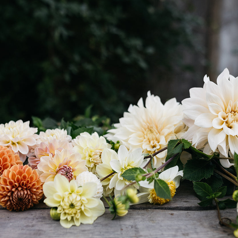 Dahlia's de volle grond in  MAY & JUNE