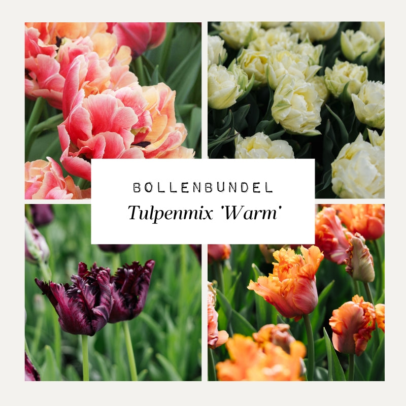 Bollenbundel Tulpenmix 'Warm'