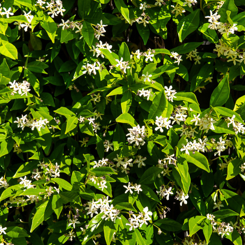 Kant-en-klaar haag Trachelospermum jasminoides (Toscaanse jasmijn)