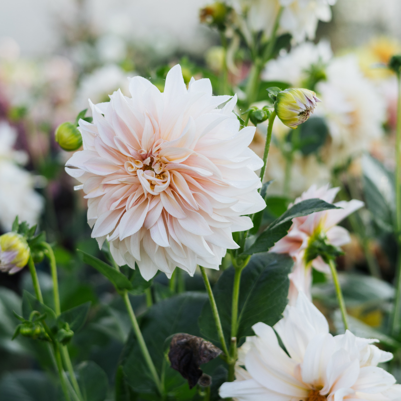 Dahlia 'Cafe Au Lait' BIO