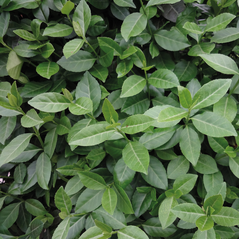 Kant-en-klaar haag Euonymus 'Dart's Blanket' (kardinaalsmuts)