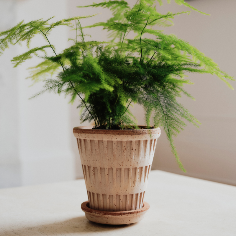 Pantheon terracotta pot