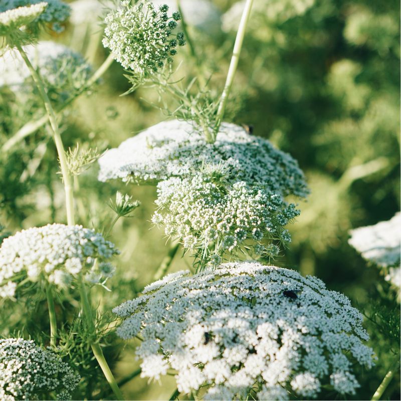 Plukbundel 'Pastel Shades' - Compleet boeket met eenjarigen en dahlia's