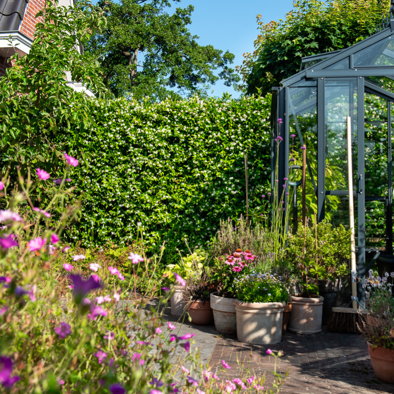 Kant-en-klaar haag Trachelospermum jasminoides (Toscaanse jasmijn)