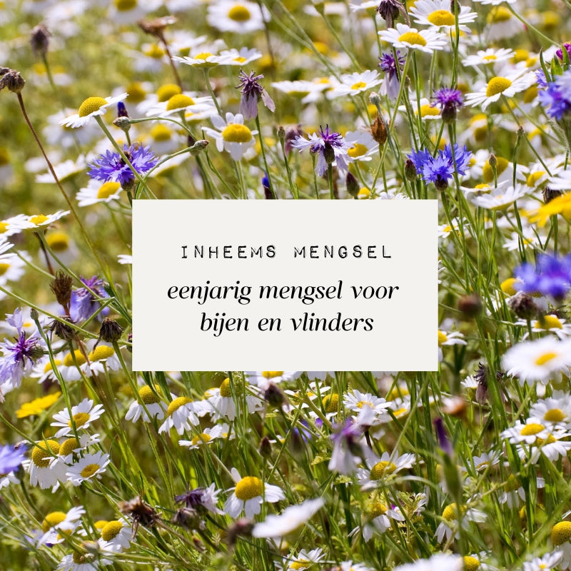Eenjarig inheems mengsel voor bijen en vlinders ECO