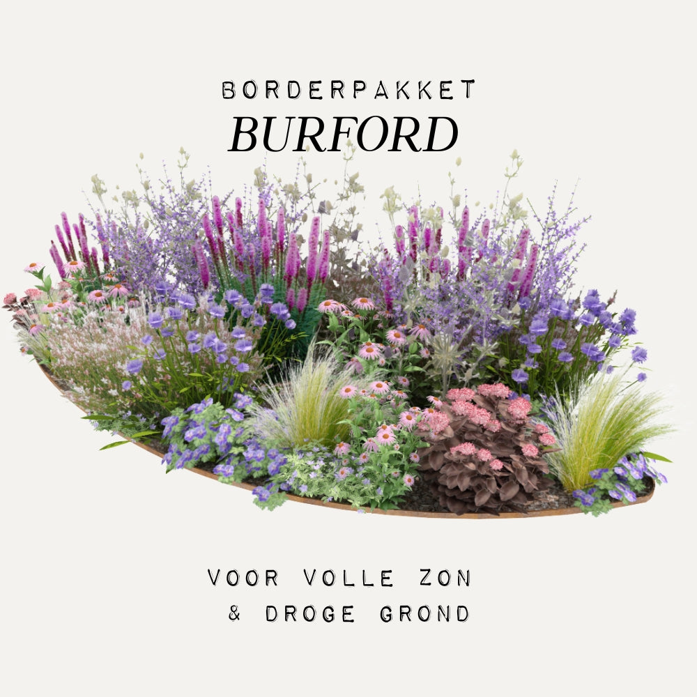 Borderpakket BURFORD voor volle zon