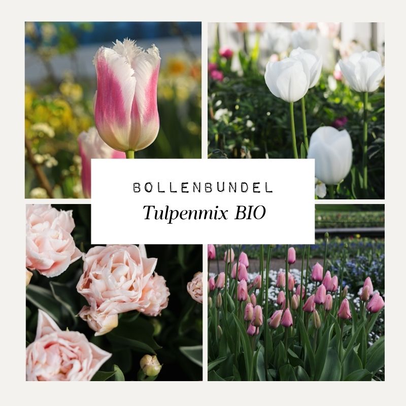 Bollenbundel Tulpenmix 'BIO'