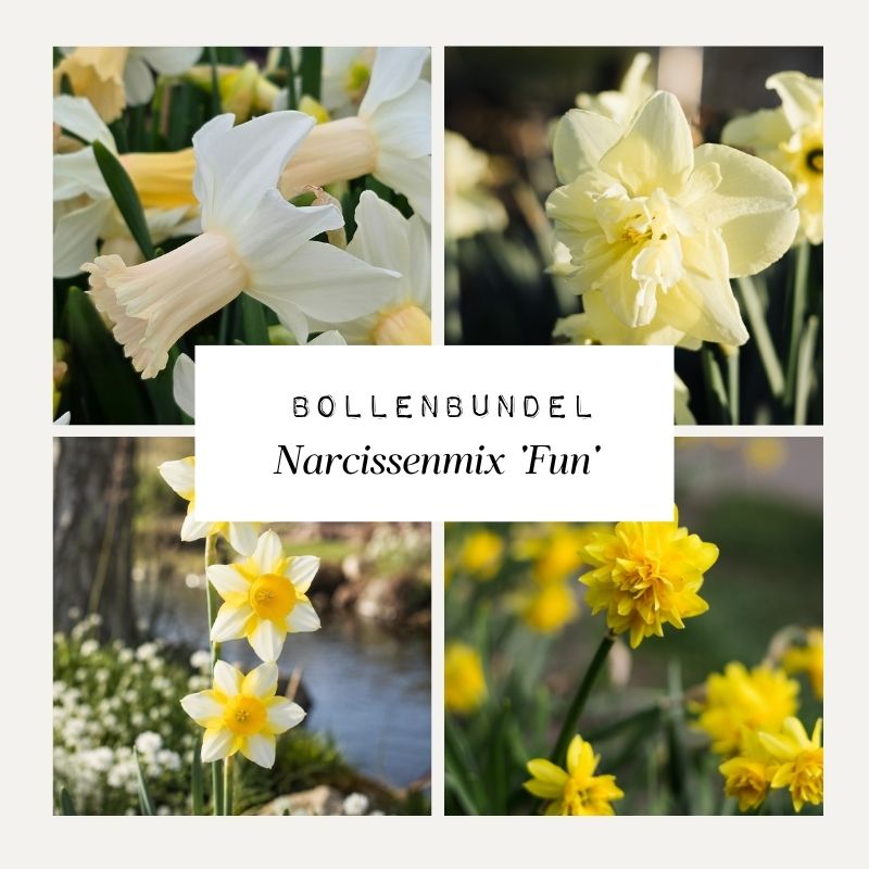 Bollenbundel Narcissenmix 'Fun'