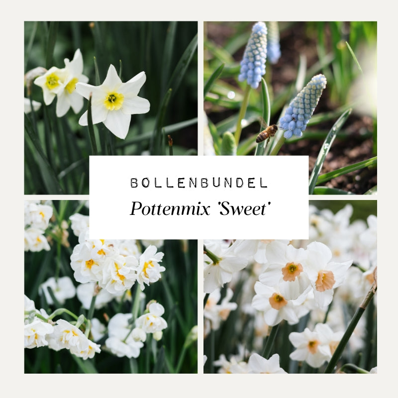 Bollenbundel Pottenmix 'Sweet'