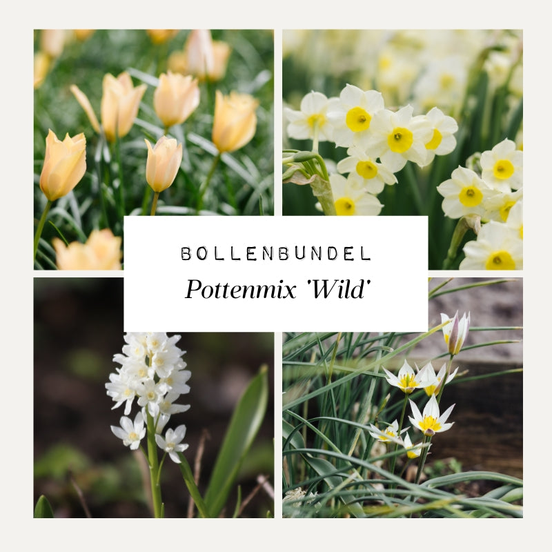 Bollenbundel 'Pottenmix Wild'