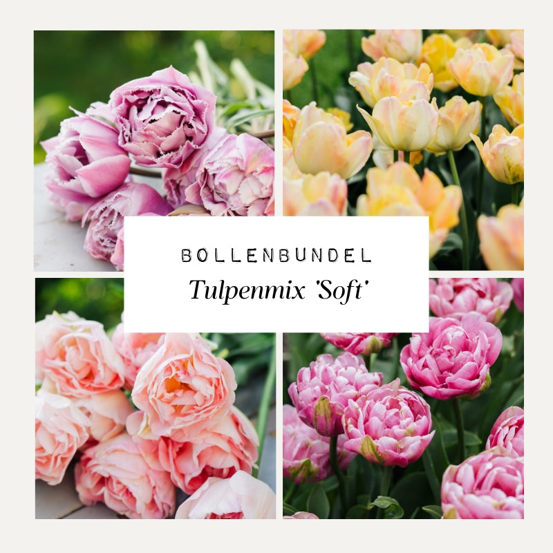 Bollenbundel Tulpenmix 'Soft'