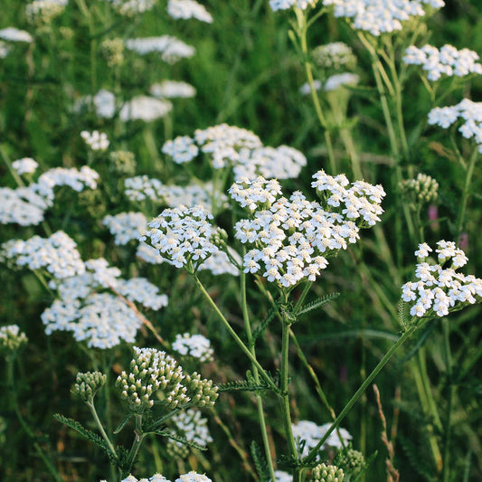 Achillea millefolium (duizendblad) ECO