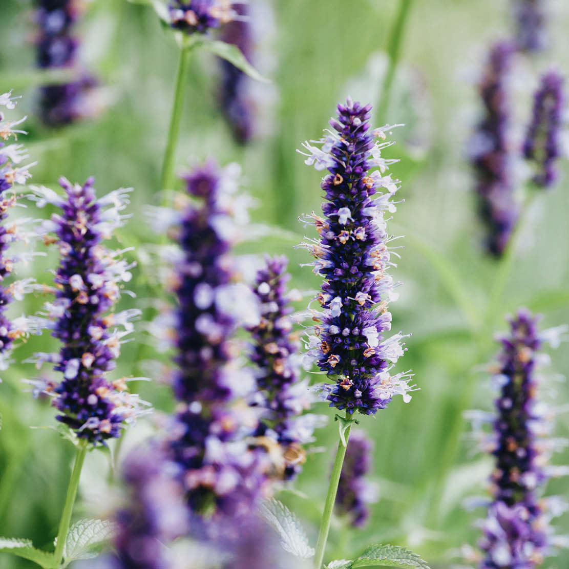 Agastache rugosa (dropplant)