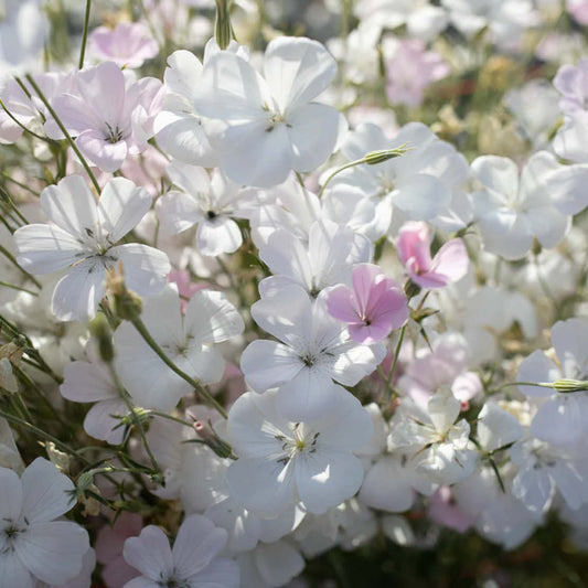 Agrostemma ‘Light Rose’ (bolderik) BIO