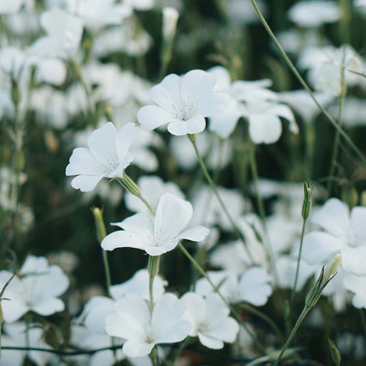 Agrostemma ‘Ocean Pearls’ (bolderik) BIO