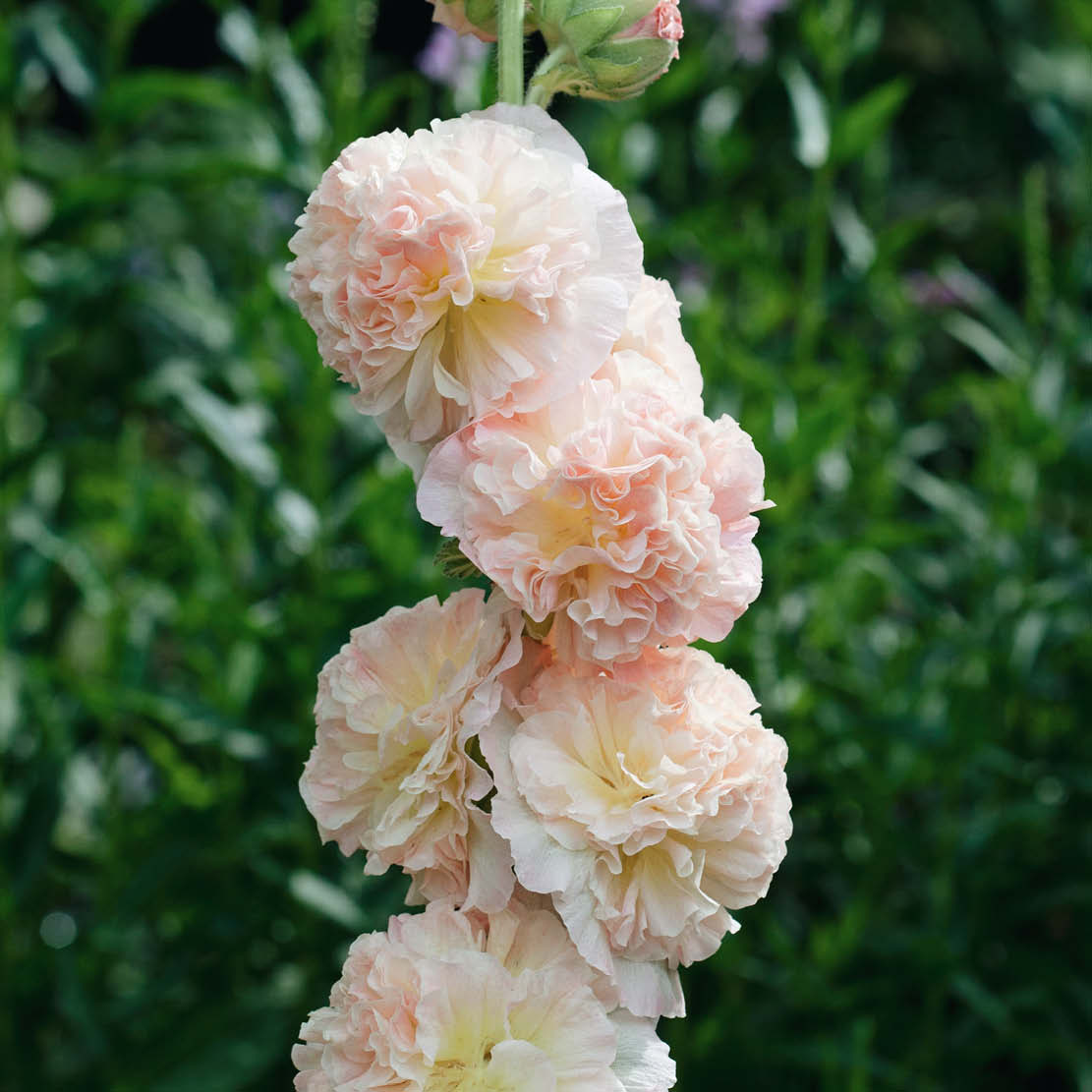 Alcea rosea ‘Chater's Salmon Pink’ (stokroos)