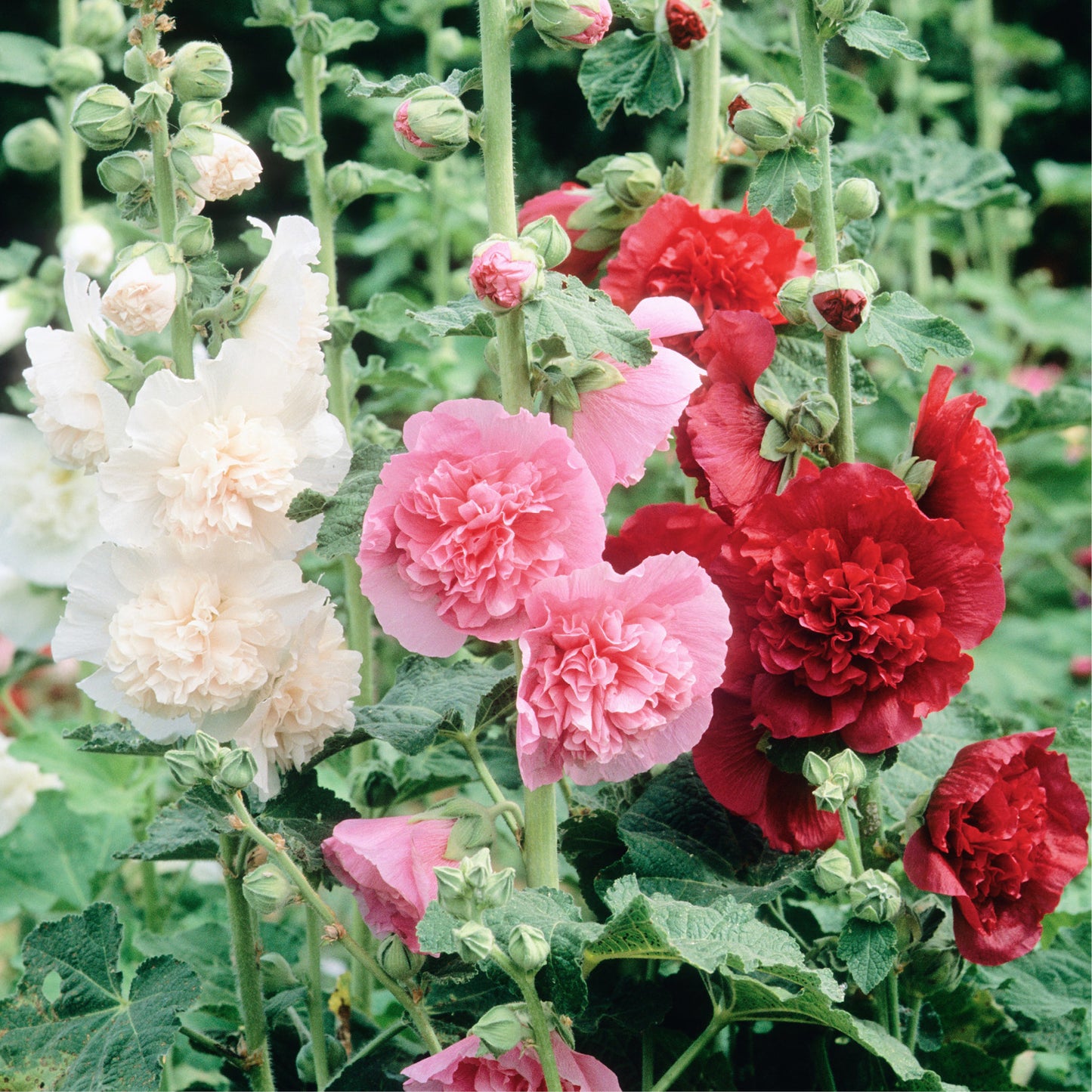 Alcea rosea ‘Chater's Double Mix’ (stokroos) BIO