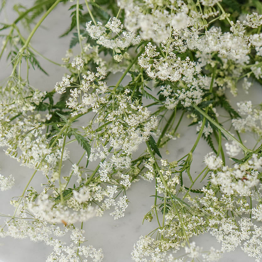 Anthriscus sylvestris (fluitenkruid) ECO