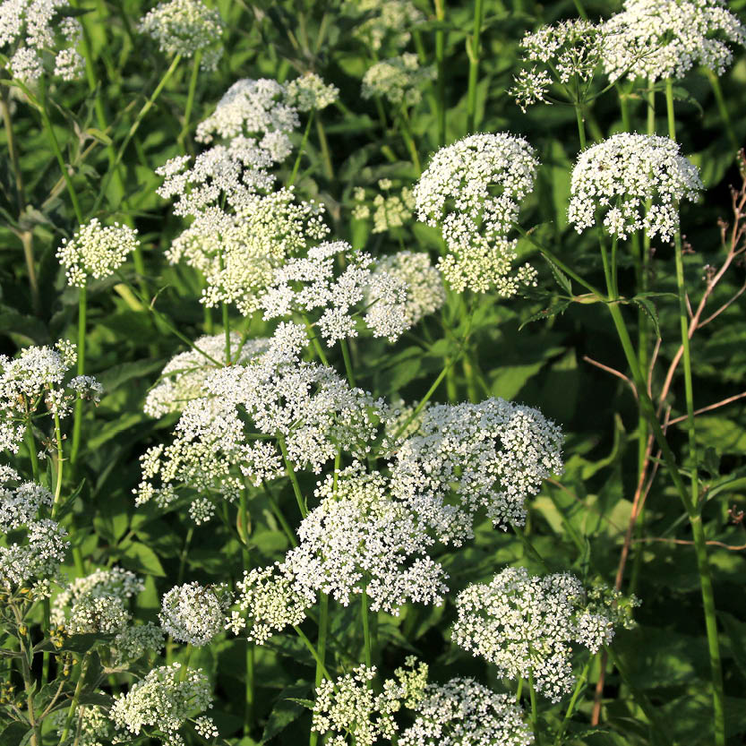 Anthriscus sylvestris (fluitenkruid) ECO