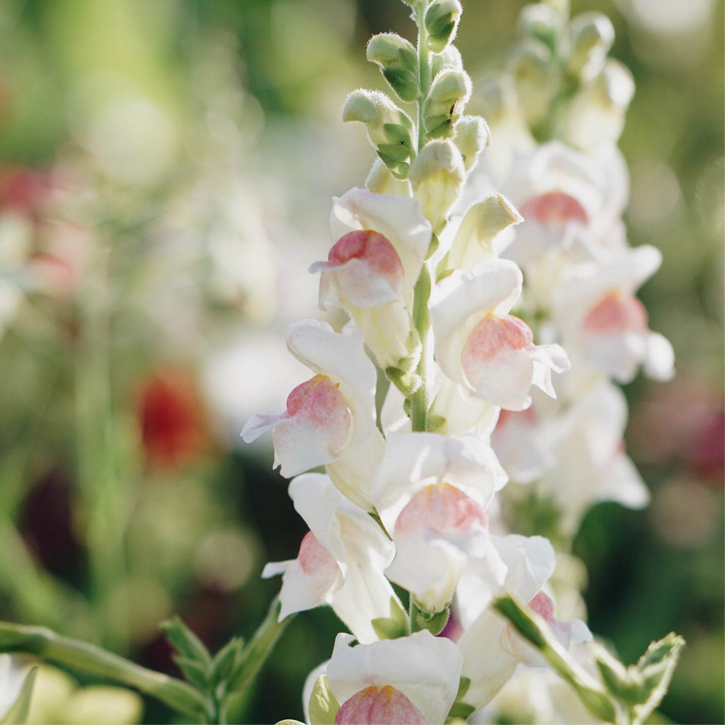 Antirrhinum majus ‘Appleblossom’ (leeuwenbek)