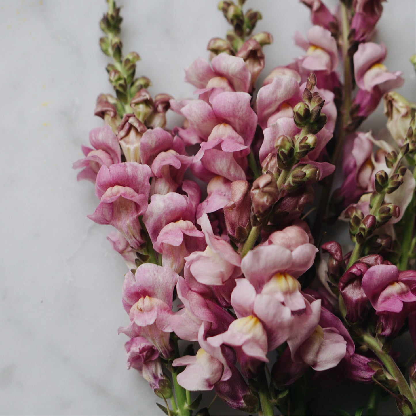 Antirrhinum majus 'Lilas' (Muflier)
