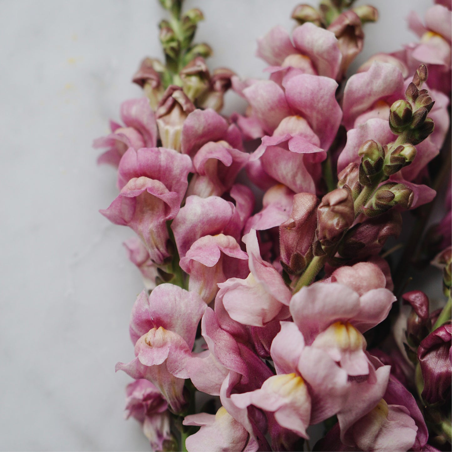 Antirrhinum majus 'Lilas' (Muflier)