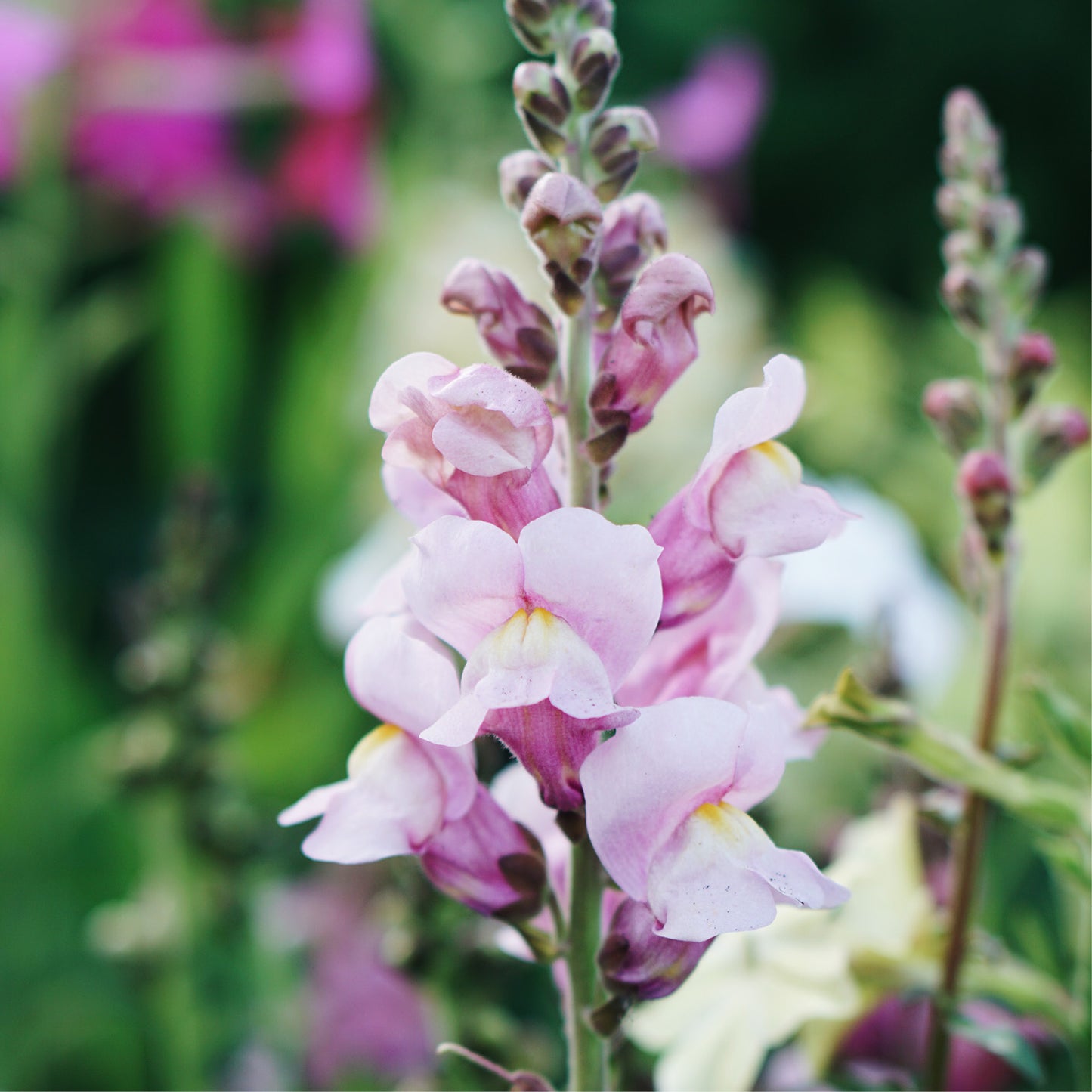 Antirrhinum majus 'Lilas' (Muflier)