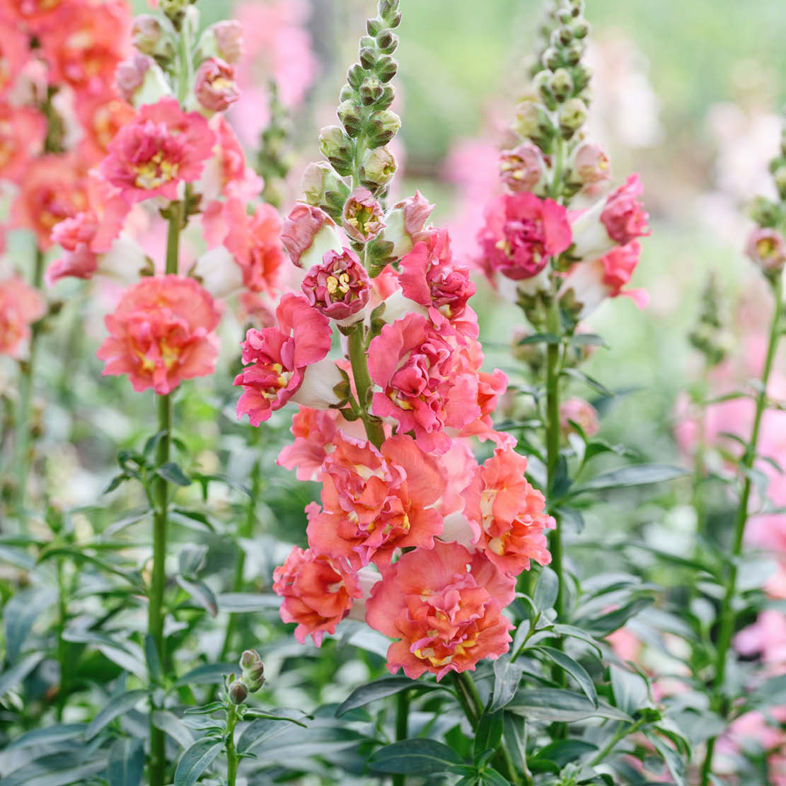 Antirrhinum majus ‘Madame Butterfly Bronze’ (leeuwenbek)