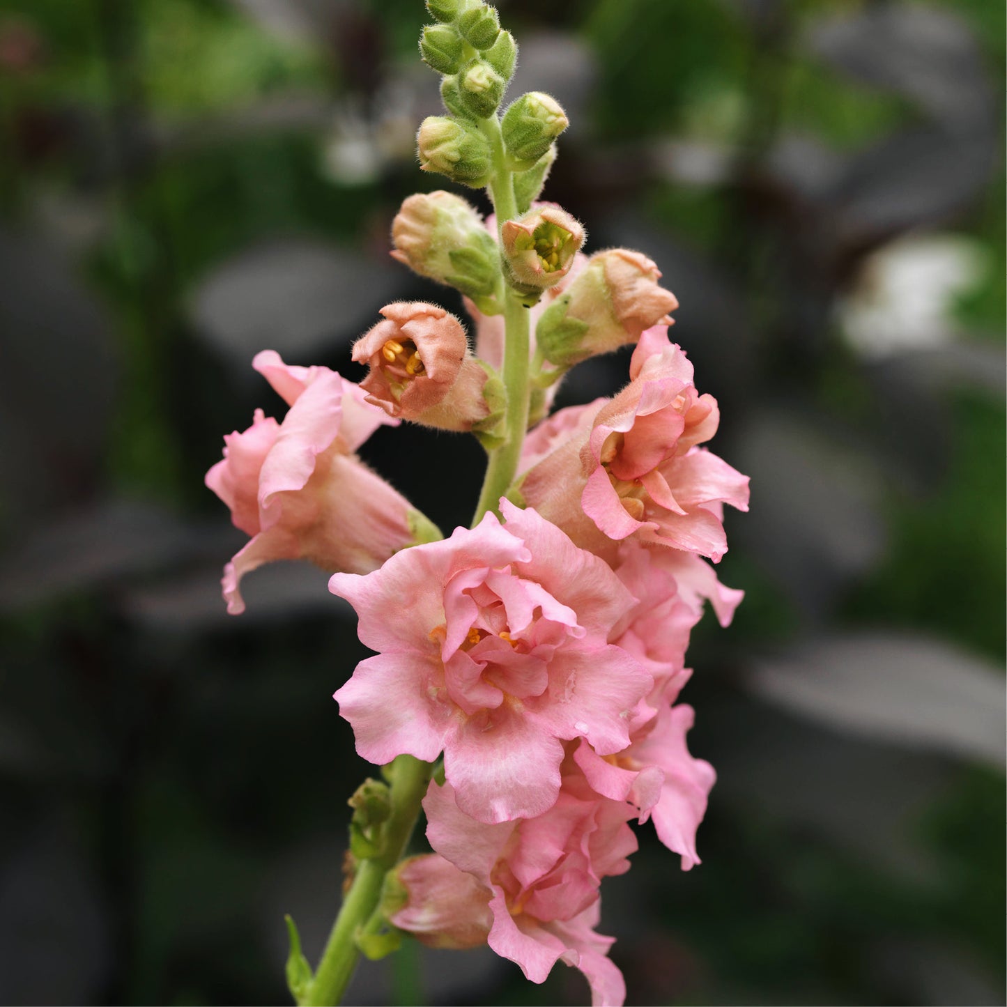 Antirrhinum majus ‘Madame Butterfly Pink’ (leeuwenbek)