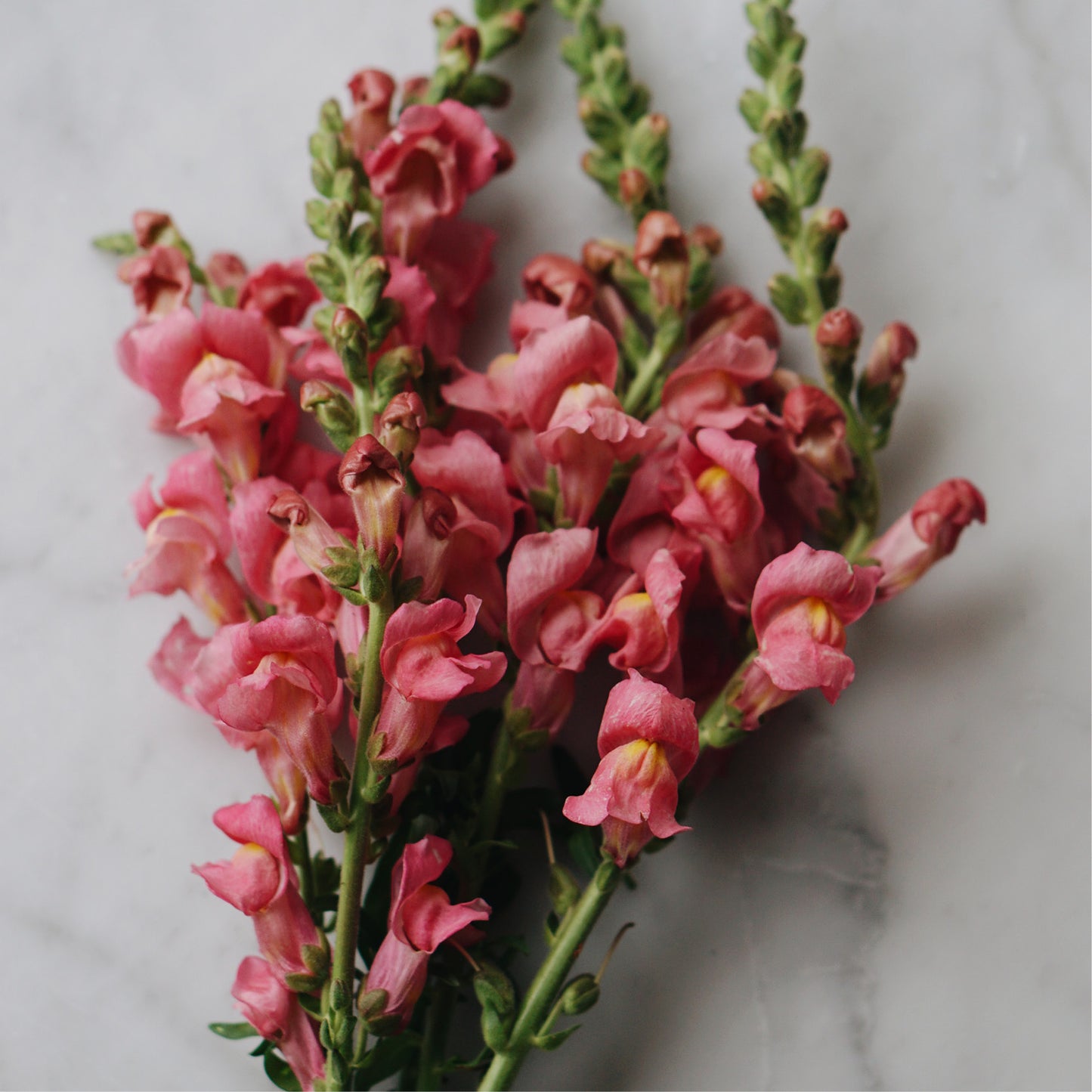 Antirrhinum majus 'Violet' (Muflier)