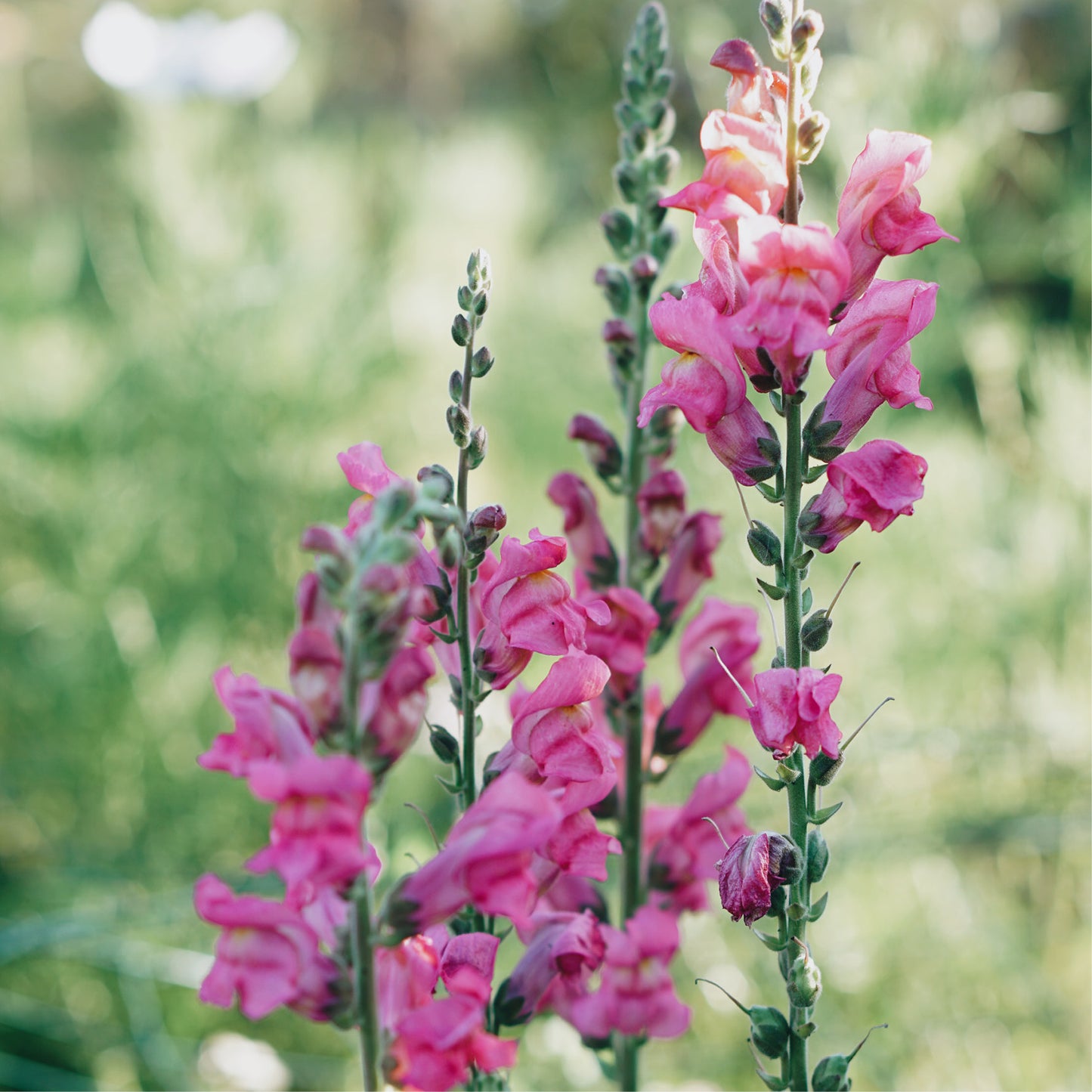 Antirrhinum majus 'Violet' (Muflier)