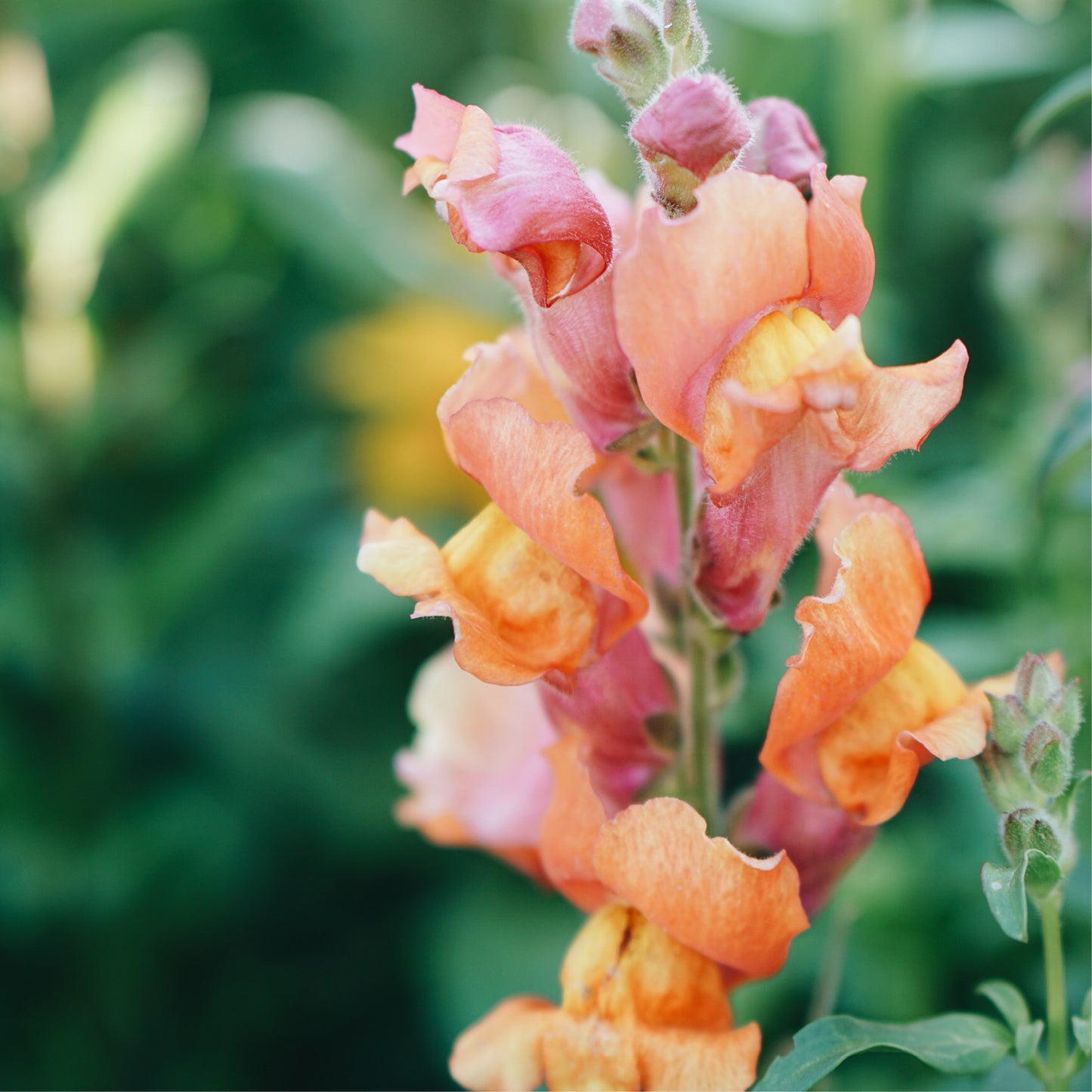Antirrhinum majus 'Chantilly Peach' (Löwenmäulchen)