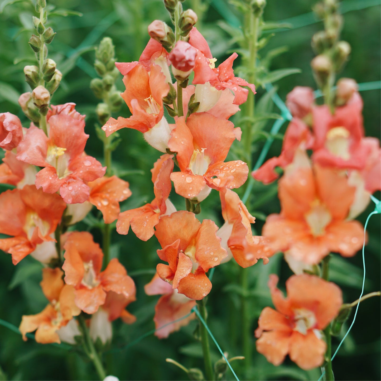 Antirrhinum majus 'Chantilly Peach' (Löwenmäulchen)