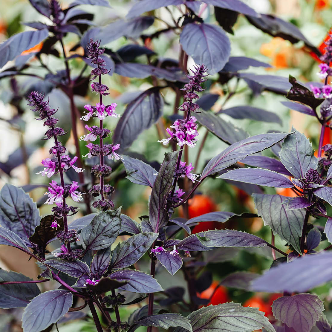 Basilicum 'Red Rubin' BIO
