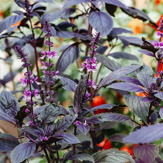 Basilicum 'Red Rubin' BIO