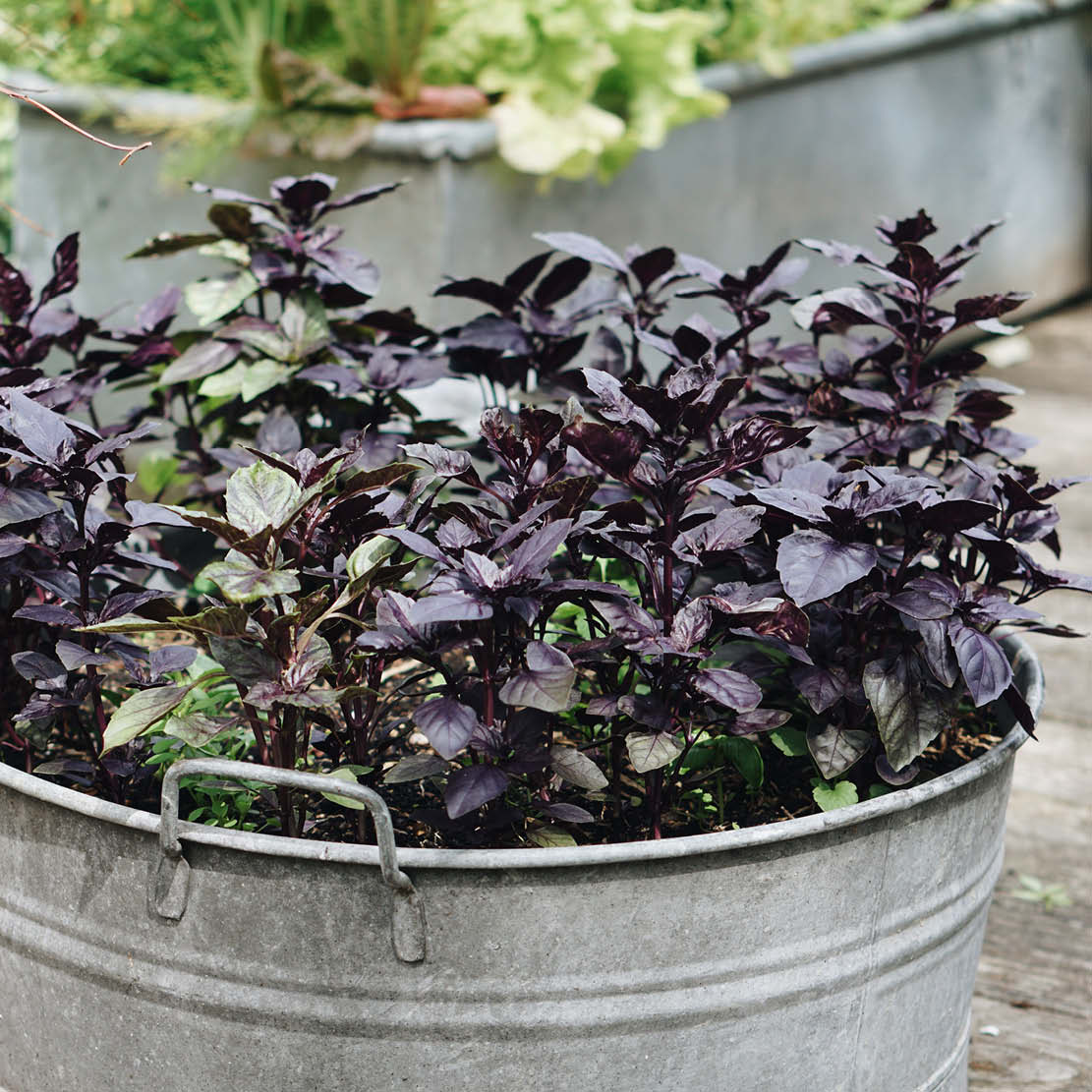 Basilicum 'Red Rubin' BIO