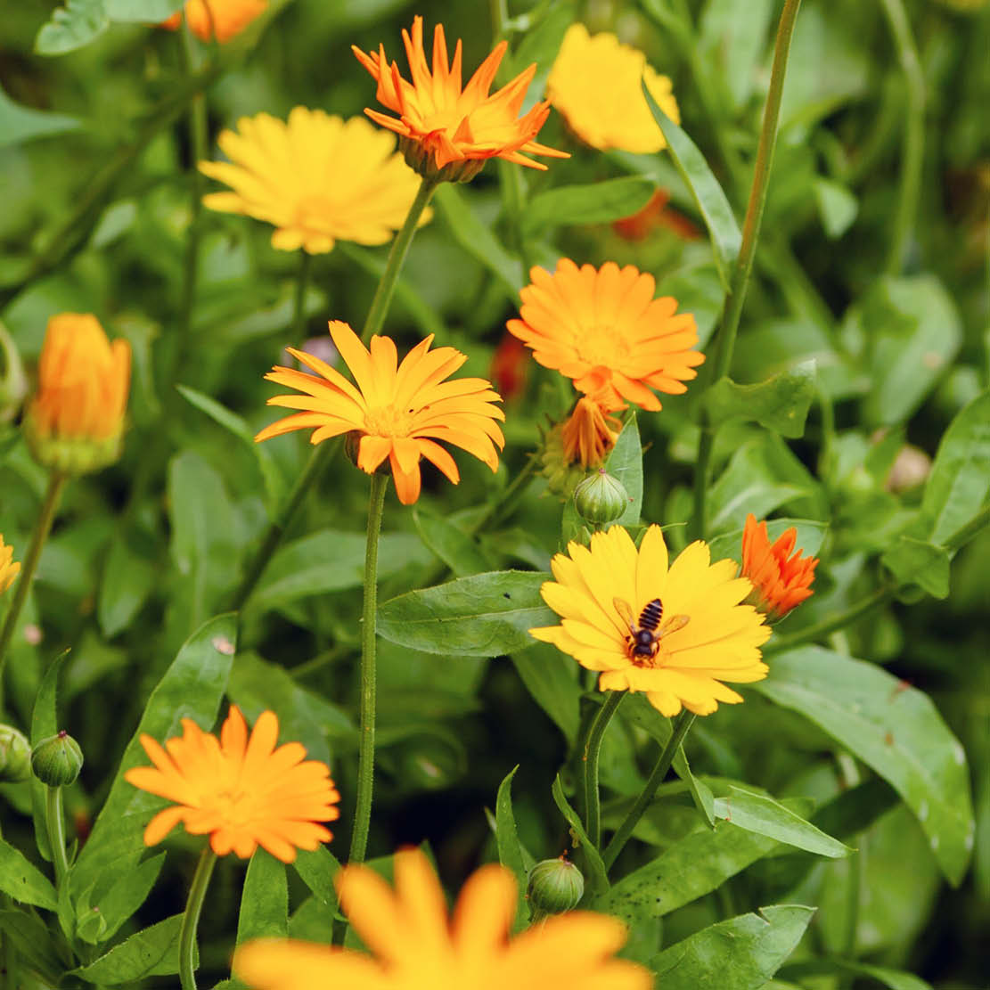 Calendula officinalis (goudsbloem) ECO