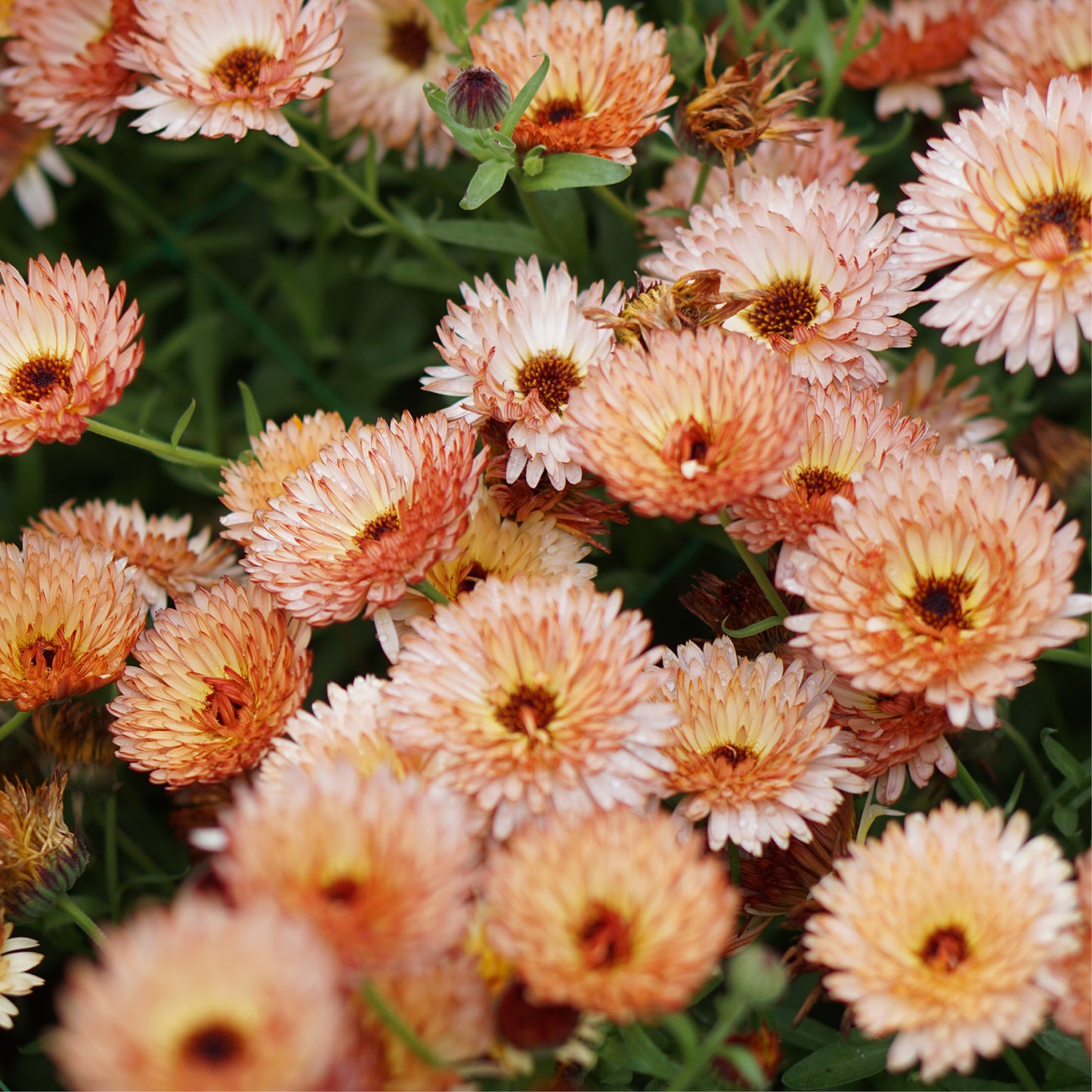 Calendula officinalis 'Orange Flash' (Ringelblume)