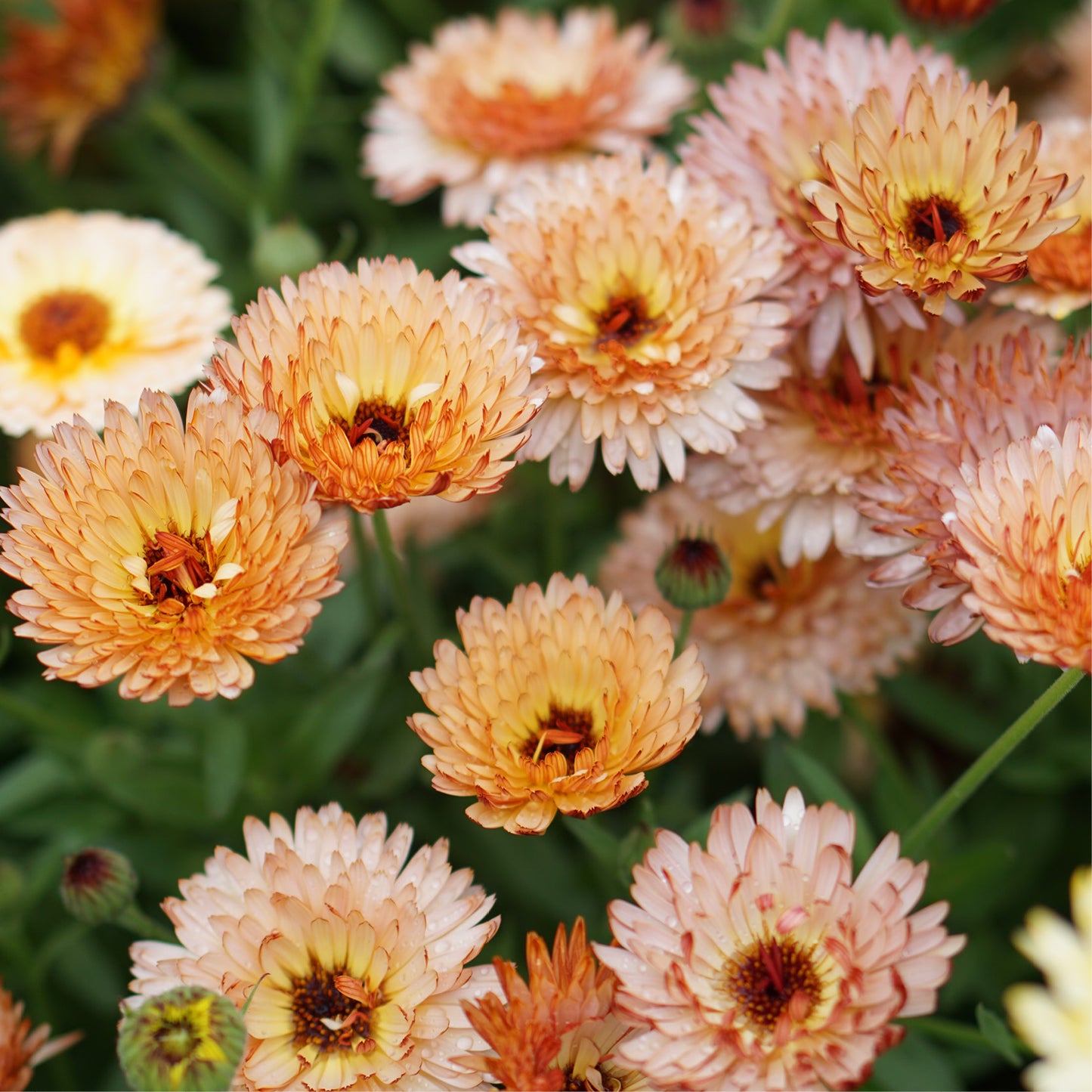 Calendula officinalis 'Orange Flash' (Ringelblume)