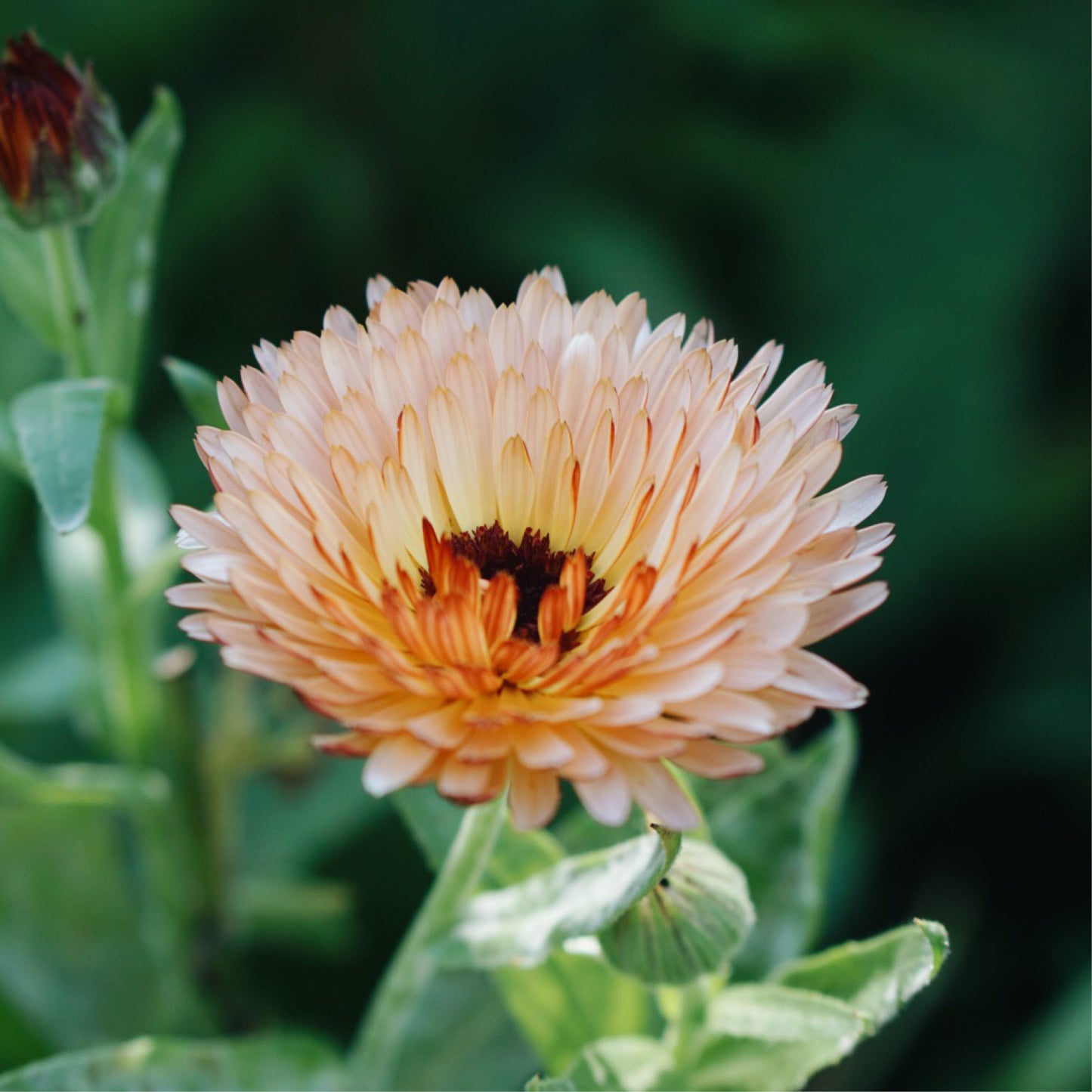 Calendula officinalis 'Orange Flash' (Ringelblume)