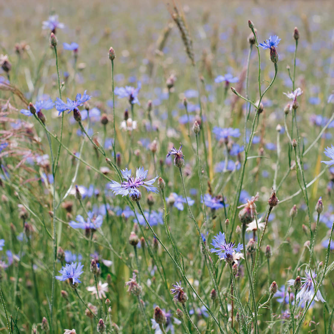 Kruidentuin in een doosje 'Eetbare bloemen & kruiden'
