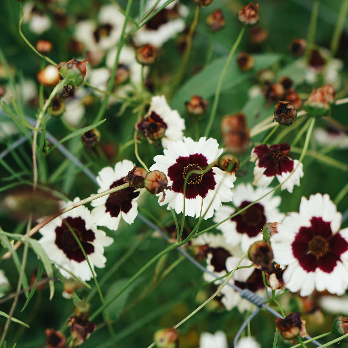 Coreopsis hybrida ‘Incredible! Swirl’ (meisjesogen)