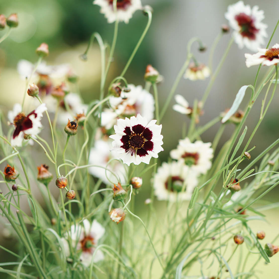 Coreopsis hybrida ‘Incredible! Swirl’ (meisjesogen)