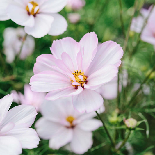 Cosmos bipinnatus ‘Cosimo Collarette’ (cosmea)