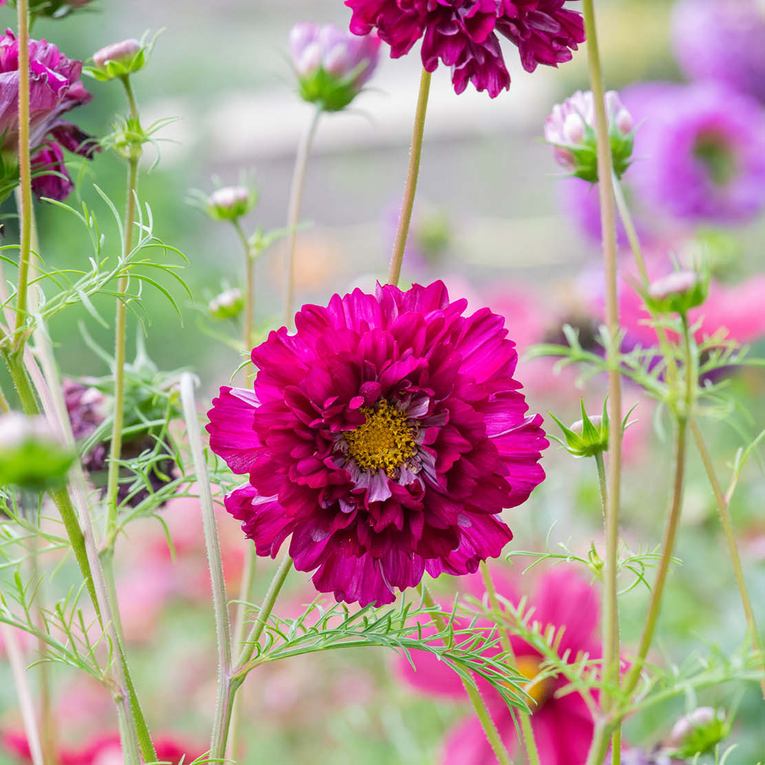 Cosmos bipinnatus ‘Double Click Cranberries’ (cosmea)