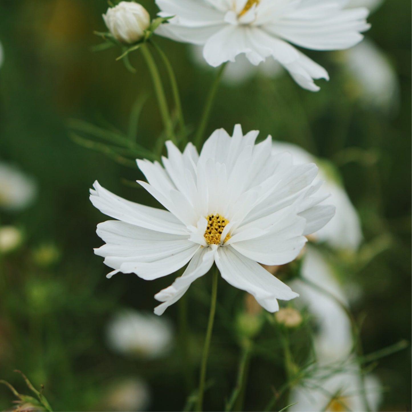 Cosmos bipinnatus 'Blanc pétillant' (Cosmea)