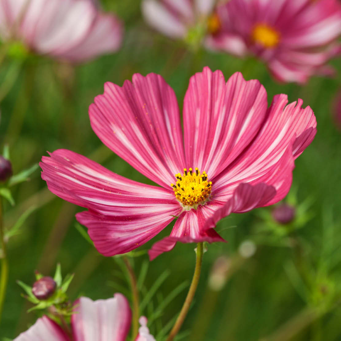 Cosmos bipinnatus ‘Velouette’ (cosmea)