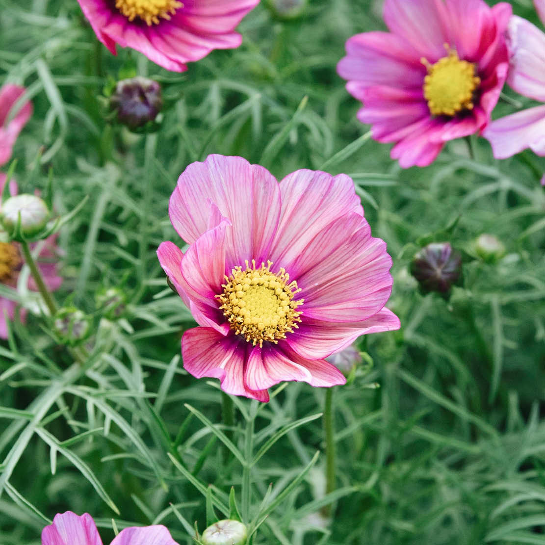 Cosmos bipinnatus ‘Xsenia’ (cosmea)