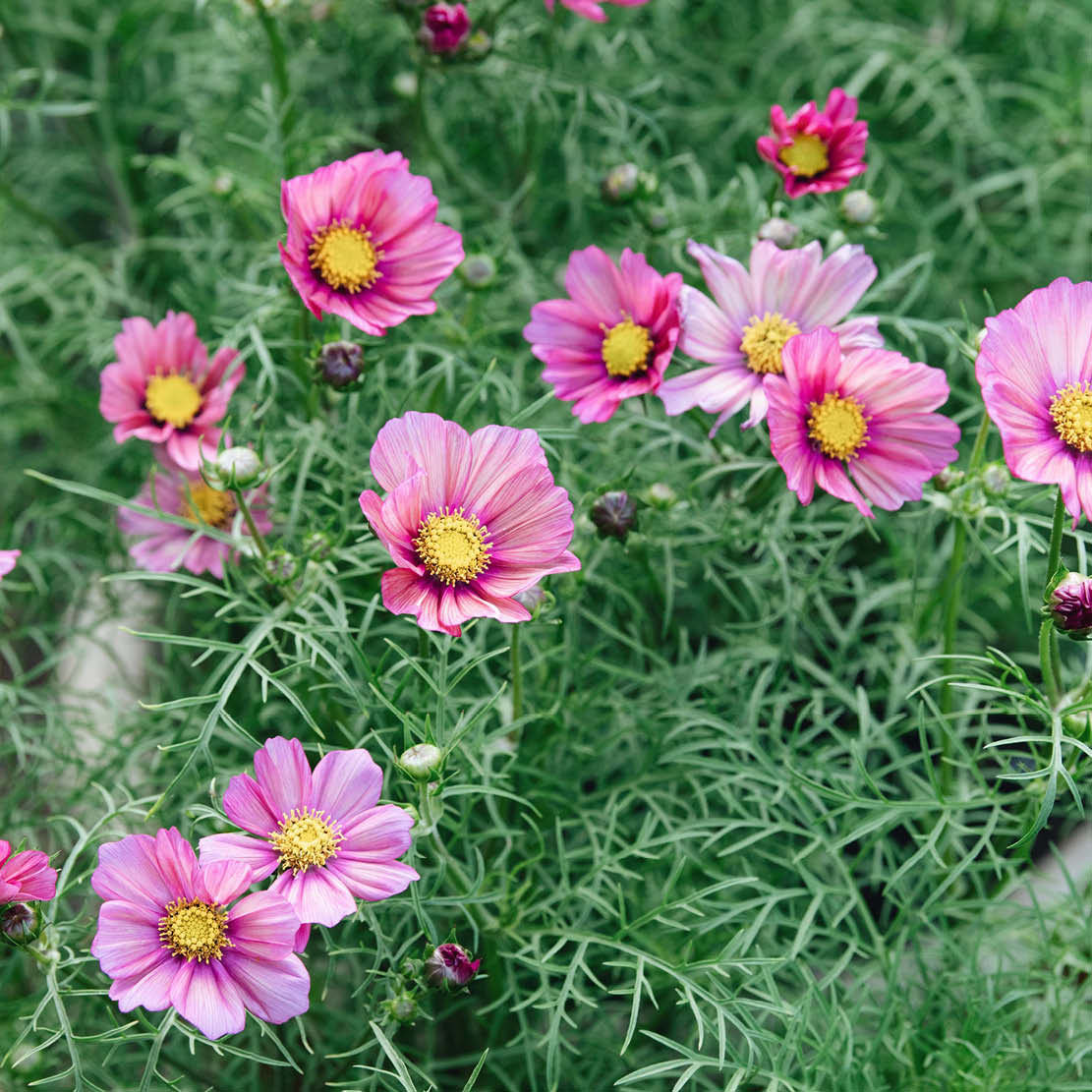 Cosmos bipinnatus ‘Xsenia’ (cosmea)