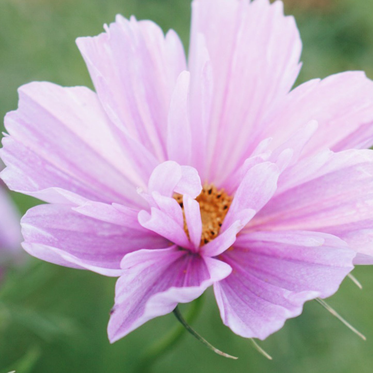 Cosmos bipinnatus ‘Fizzy Pink’ (cosmea)